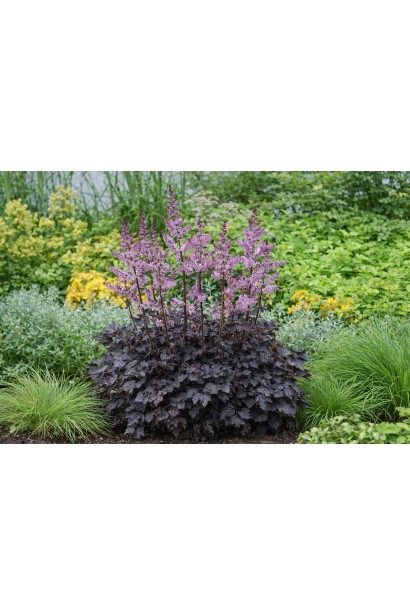 Астильба Дарк Сайд оф зе Мун